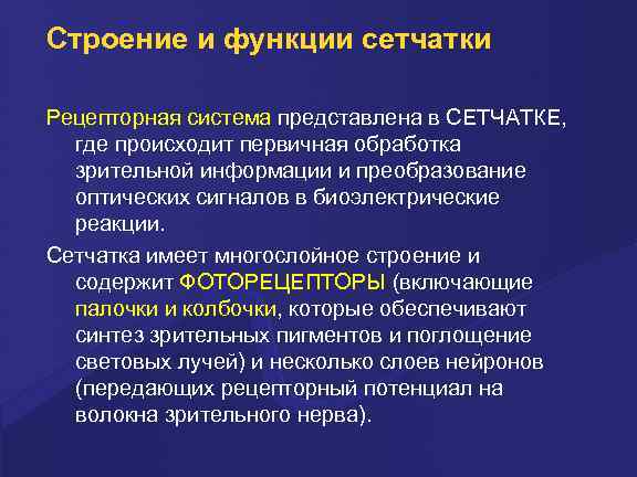 Строение и функции сетчатки Рецепторная система представлена в СЕТЧАТКЕ, где происходит первичная обработка зрительной