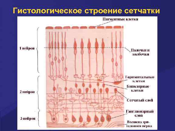 Схема гистологического строения сетчатки