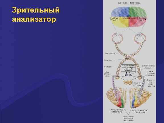 Уровни организации зрительного анализатора человека