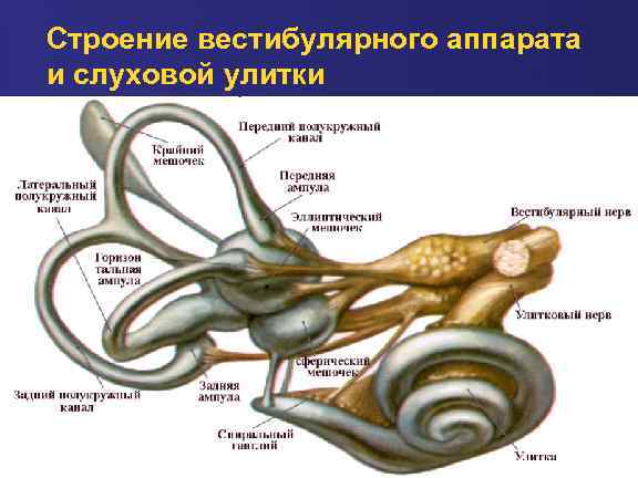 Вестибулярный анализатор картинка