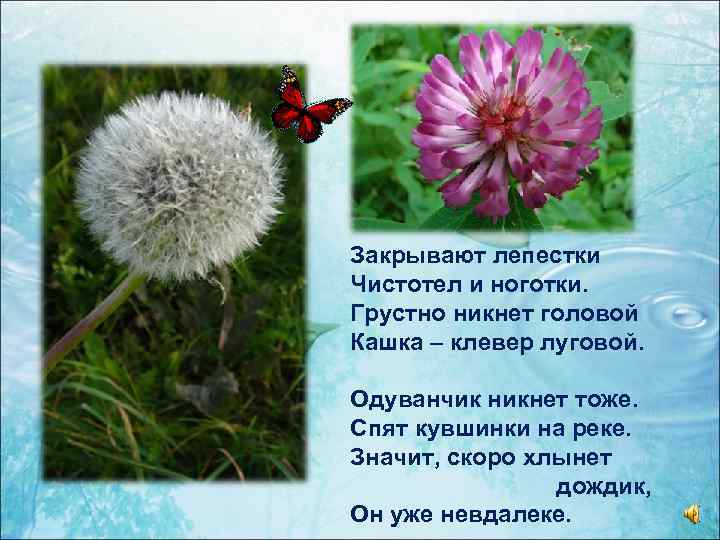 Закрывают лепестки Чистотел и ноготки. Грустно никнет головой Кашка – клевер луговой. Одуванчик никнет