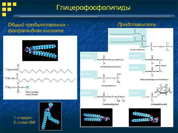 Глицерофосфолипиды Общий предшественник фосфатидная кислота 1 -стеарил 2 -олеил-ФХ Представители 