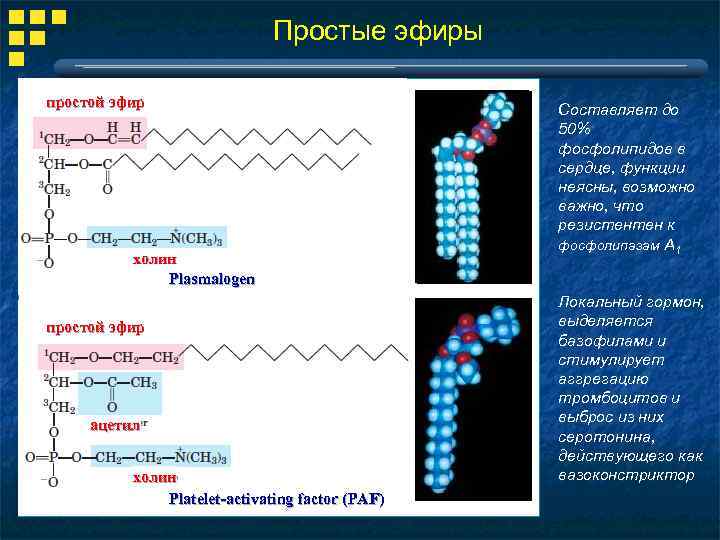 Простые эфиры простой эфир холин Plasmalogen простой эфир ацетил холин Platelet-activating factor (PAF) Составляет