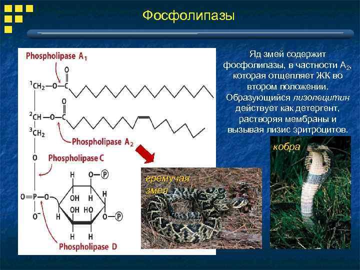 Фосфолипазы Яд змей содержит фосфолипазы, в частности А 2, которая отщепляет ЖК во втором