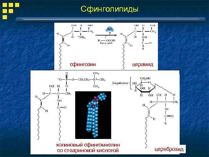 Структура глицерофосфатов и сфинголипидов. Синтез сфингомиелина биохимия. Сфинголипиды биохимия. Сфинголипиды церамиды сфингомиелины. Сфингомиелин структура.