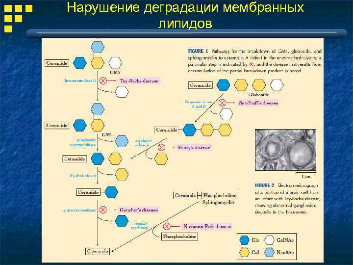 Нарушение деградации мембранных липидов 
