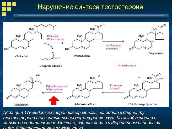 Нарушение синтеза тестостерона Дефицит 17β-гидроксистеролдегидрогеназы приводит к дефициту тестостерона и развитию псевдогермафродитизма. Мужской генотип