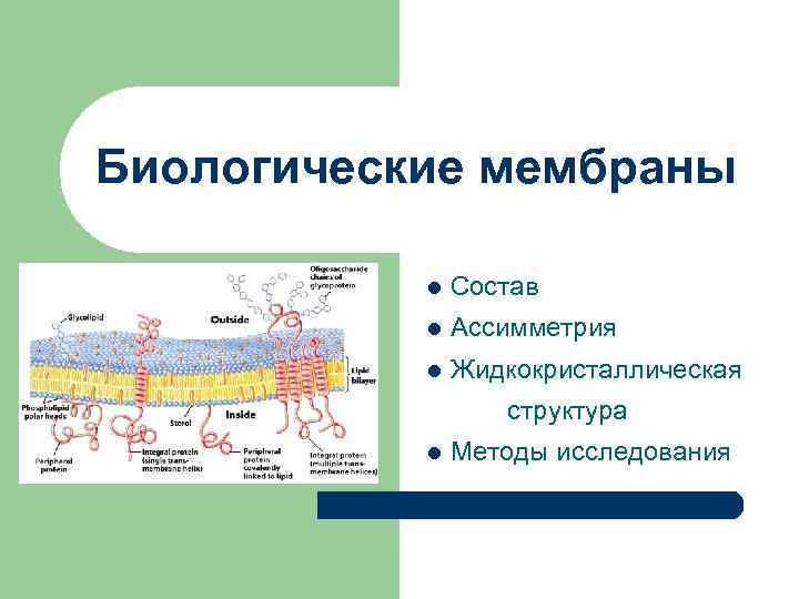 Биологические мембраны l Состав l Ассимметрия l Жидкокристаллическая структура l Методы исследования 