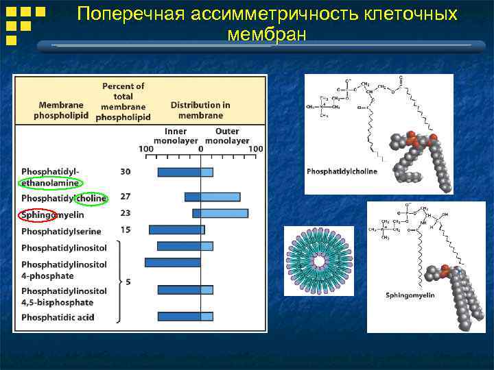 Поперечная ассимметричность клеточных мембран 