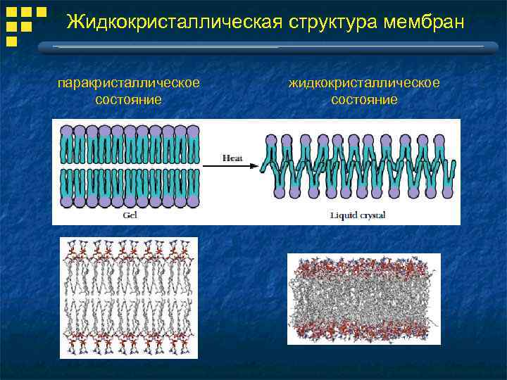 Физические модели мембран. Жидкокристаллическая модель мембраны. Жидкокристаллическая структура мембран. Кристалличность биологических мембран. Жидкокристаллические структуры.