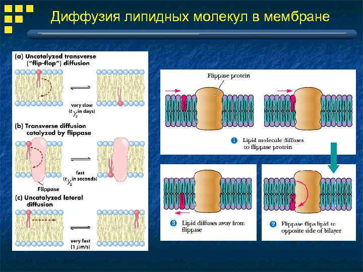 Диффузия липидных молекул в мембране 
