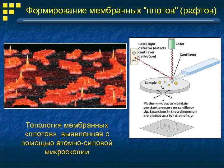 Формирование мембранных "плотов" (рафтов) Топология мембранных «плотов» , выявленная с помощью атомно-силовой микроскопии 