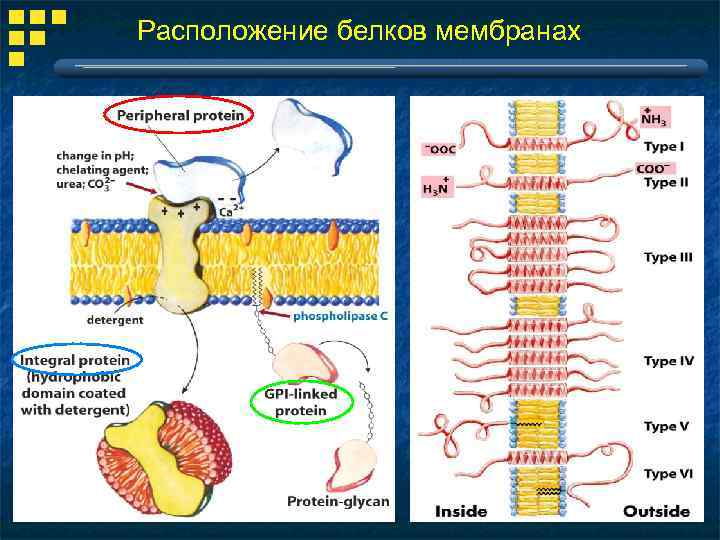 Расположение белков мембранах 