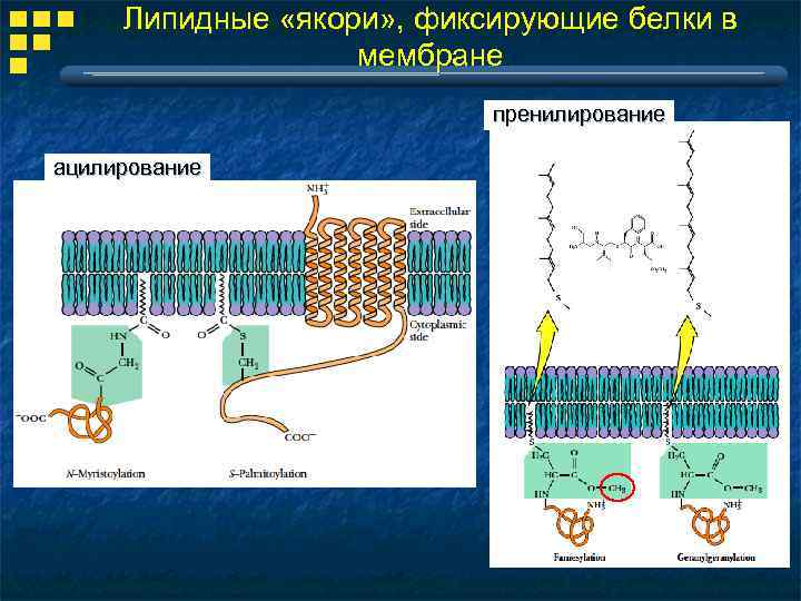 Липидные «якори» , фиксирующие белки в мембране пренилирование ацилирование 