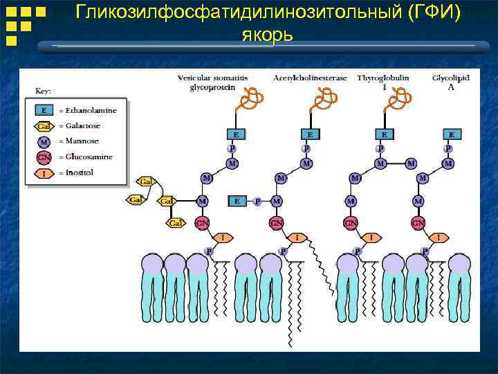 Гликозилфосфатидилинозитольный (ГФИ) якорь 
