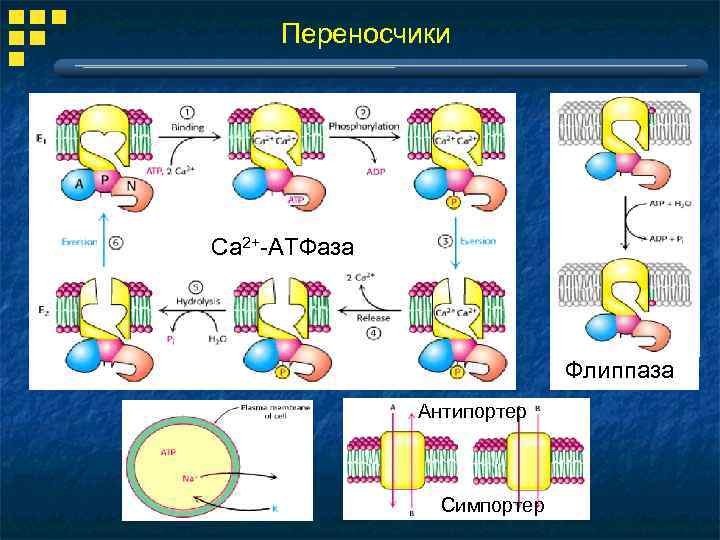 Переносчики Са 2+-АТФаза Флиппаза Антипортер Симпортер 