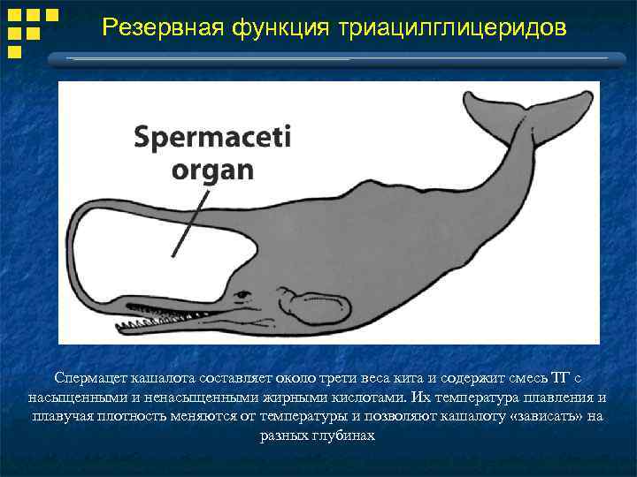 Резервная функция триацилглицеридов Спермацет кашалота составляет около трети веса кита и содержит смесь ТГ