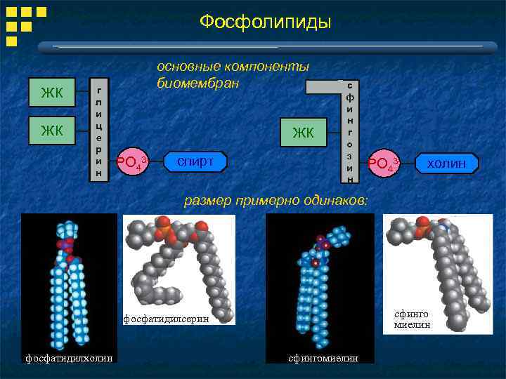 Фосфолипиды ЖК ЖК г л и ц е р и н основные компоненты биомембран
