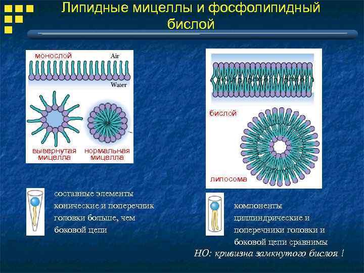 Липидные мицеллы и фосфолипидный бислой монослой бислой вывернутая нормальная мицелла липосома составные элементы конические