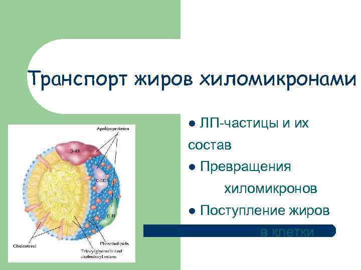 Схема строения хиломикрона