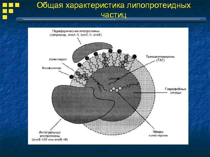 Общая характеристика липопротеидных частиц 