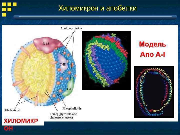 Схема строения хиломикрона