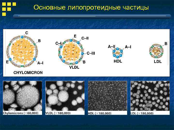 Основные липопротеидные частицы 