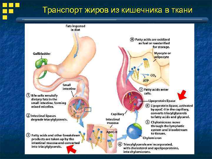 Транспорт жиров из кишечника в ткани 