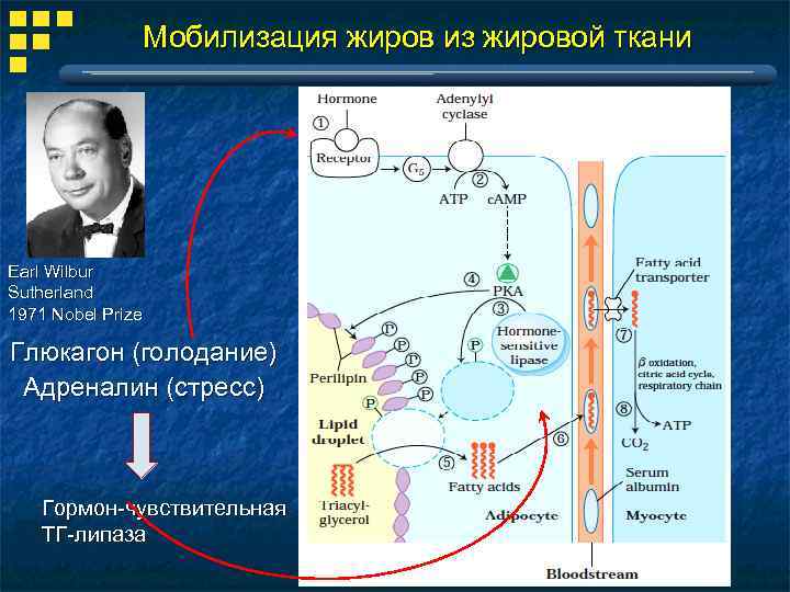 Мобилизация жиров из жировой ткани Earl Wilbur Sutherland 1971 Nobel Prize Глюкагон (голодание) Адреналин