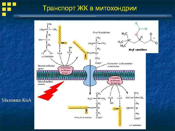 Синтез белков митохондрий. Транспорт жирных кислот через мембраны митохондрий. Транспорт жирных кислот в митохондрии. Транспорт ЖК В митохондрии. Локализация ферментов в митохондриях.