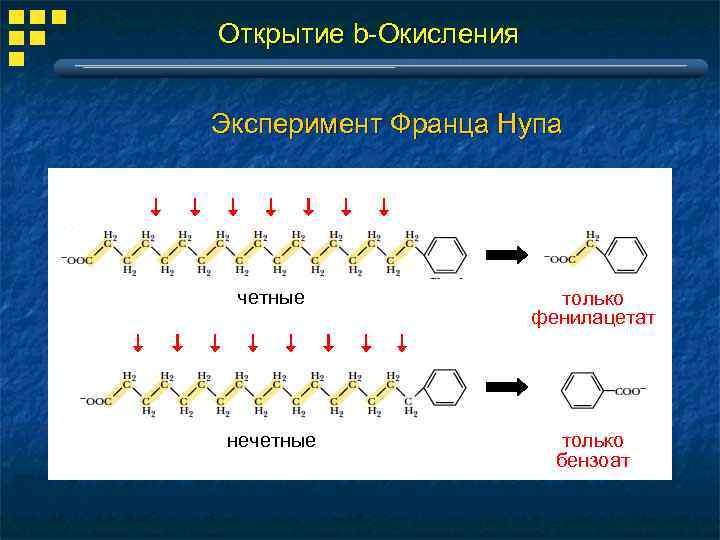 Открытие b-Окисления Эксперимент Франца Нупа четные только фенилацетат нечетные только бензоат 