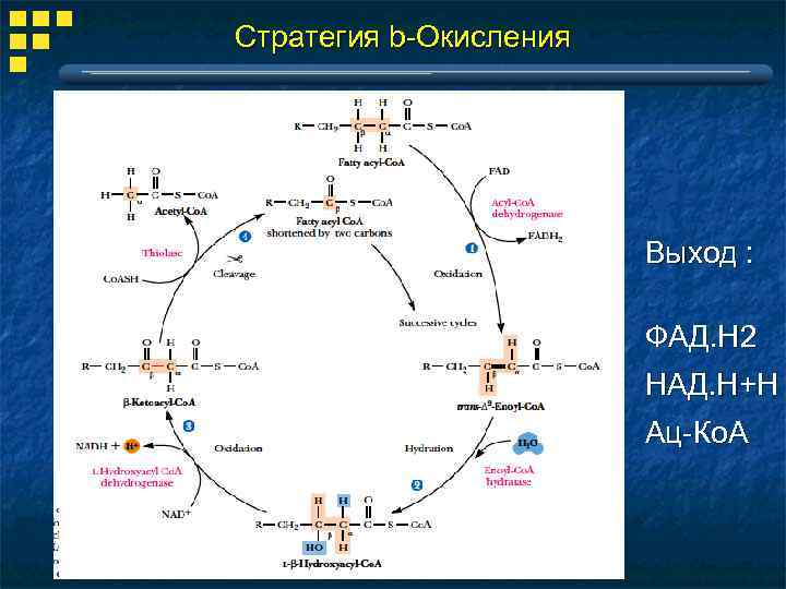Стратегия b-Окисления Выход : ФАД. Н 2 НАД. Н+Н Ац-Ко. А 
