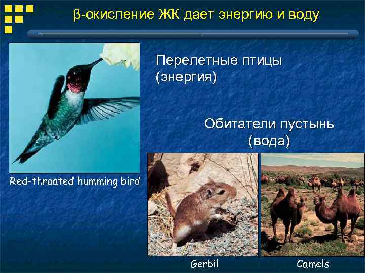 β-окисление ЖК дает энергию и воду Перелетные птицы (энергия) Обитатели пустынь (вода) Red-throated humming