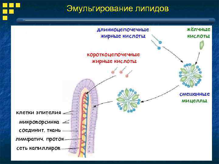 Эмульгирование липидов длинноцепочечные жирные кислоты жёлчные кислоты короткоцепочечные жирные кислоты смешанные мицеллы клетки эпителия