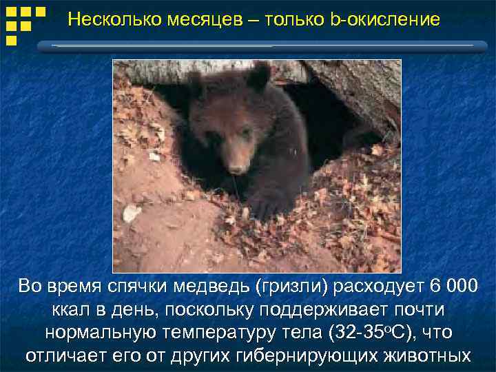 Несколько месяцев – только b-окисление Во время спячки медведь (гризли) расходует 6 000 ккал