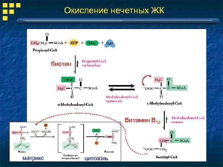 Окисление нечетных ЖК биотин Витамин В 12 матрикс цитозоль 