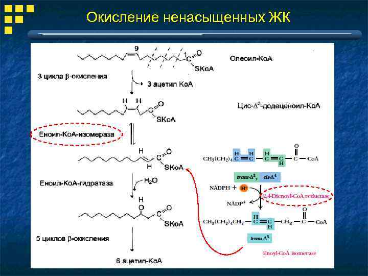 Переваривание липидов в желудке