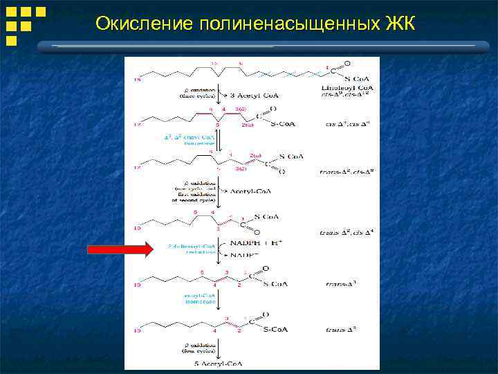 Ферменты участвующие в переваривании липидов