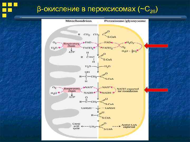 Ферменты участвующие в переваривании липидов