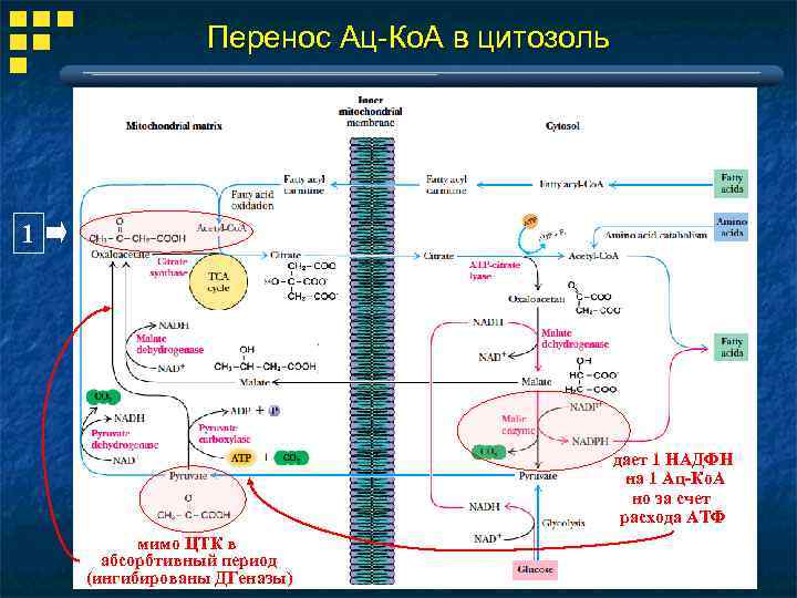 Перенос Ац-Ко. А в цитозоль 1 дает 1 НАДФН на 1 Ац-Ко. А но