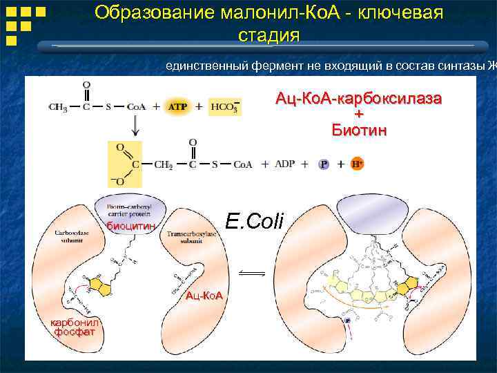 Образование малонил-Ко. А - ключевая стадия единственный фермент не входящий в состав синтазы Ж