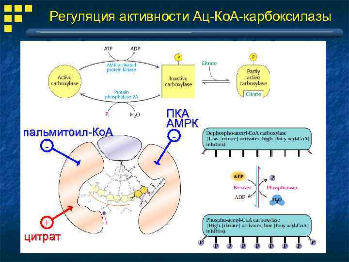 Тоналин и липотропный фактор схема