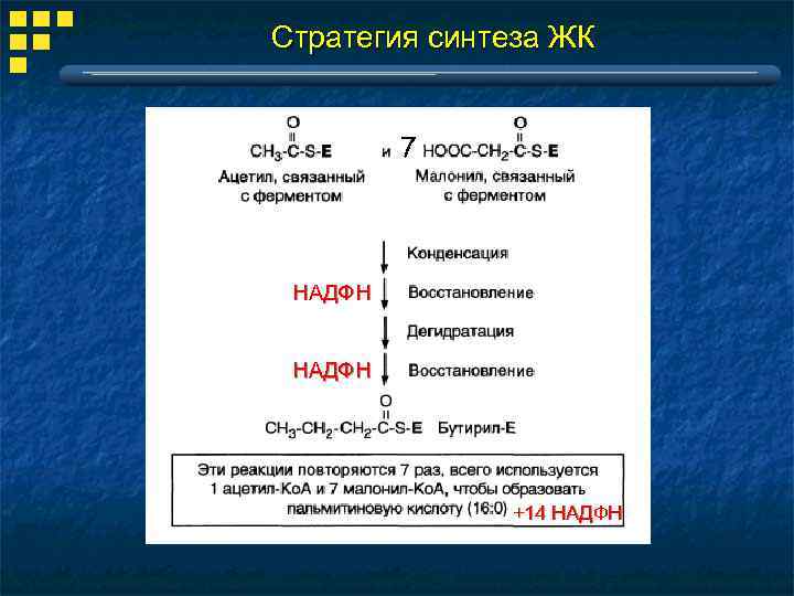 Стратегия синтеза ЖК 7 НАДФН +14 НАДФН 