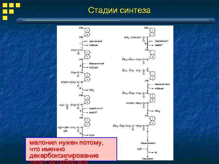 Фаза синтез