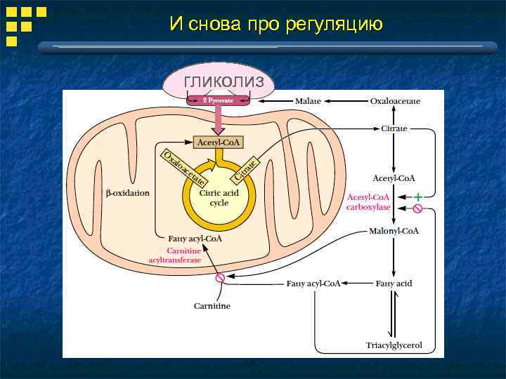 И снова про регуляцию гликолиз 