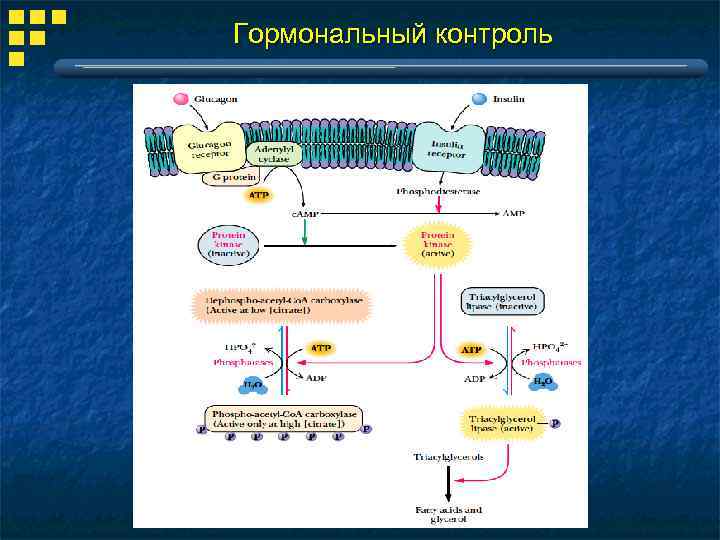 Гормональный контроль 