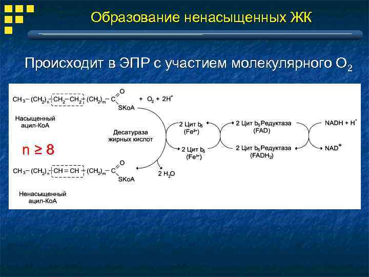 Образование ненасыщенных ЖК Происходит в ЭПР с участием молекулярного О 2 n≥ 8 