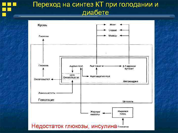Переход на синтез КТ при голодании и диабете Недостаток глюкозы, инсулина 