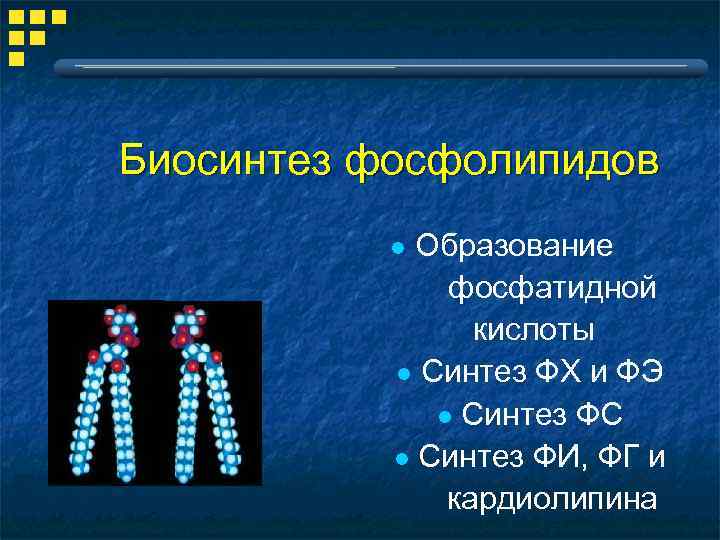 Биосинтез фосфолипидов Образование фосфатидной кислоты l Синтез ФХ и ФЭ l Синтез ФС l