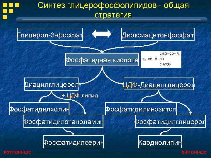 Схема синтеза глицерофосфолипидов